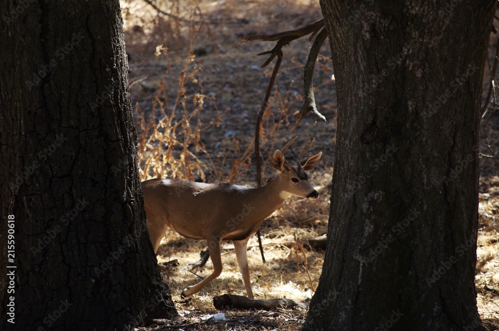 Fototapeta premium Deer 1