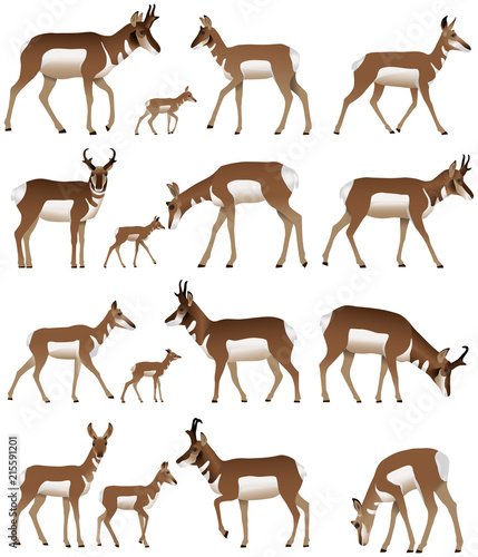 Collection of pronghorn antelopes in colour image