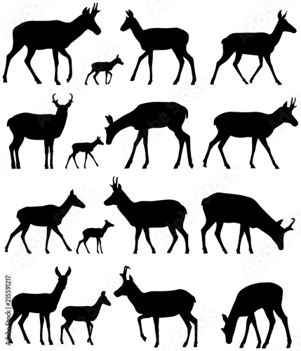 Collection of silhouettes of pronghorn antelope photo