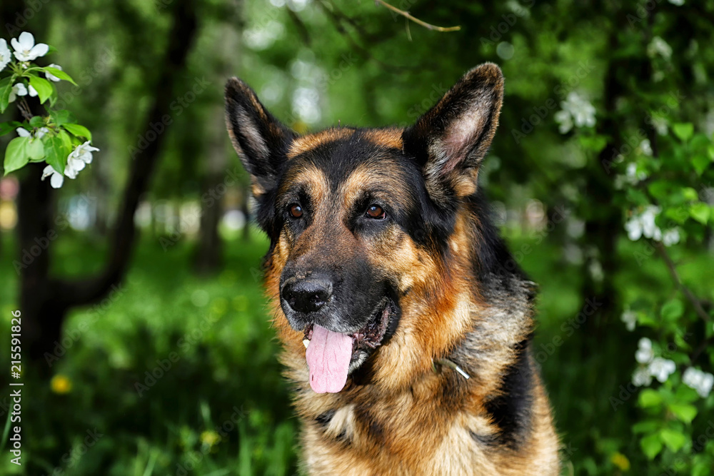 Dog German Shepherd in a park near branch of blossoming apple tree Dog German Shepherd in a park near branch of blossoming apple tree