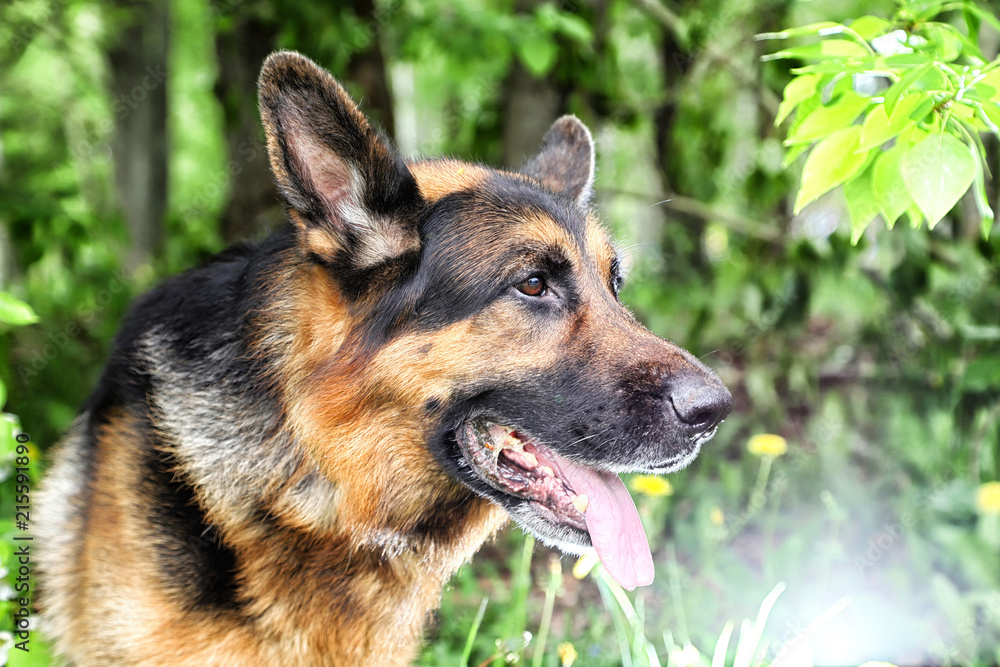 Dog German Shepherd in a park near branch of blossoming apple tree Dog German Shepherd in a park near branch of blossoming apple tree