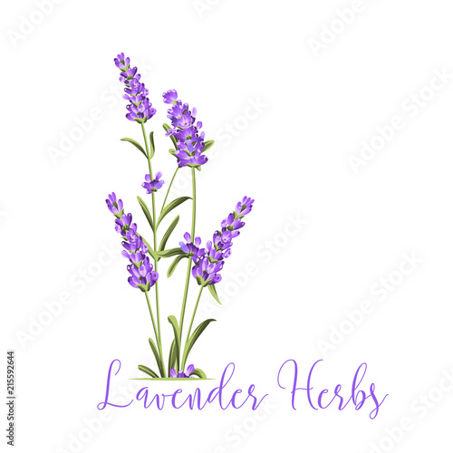 Fototapeta Naklejka Na Ścianę i Meble -  Bunch of lavender flowers on a white background. Vector illustration.