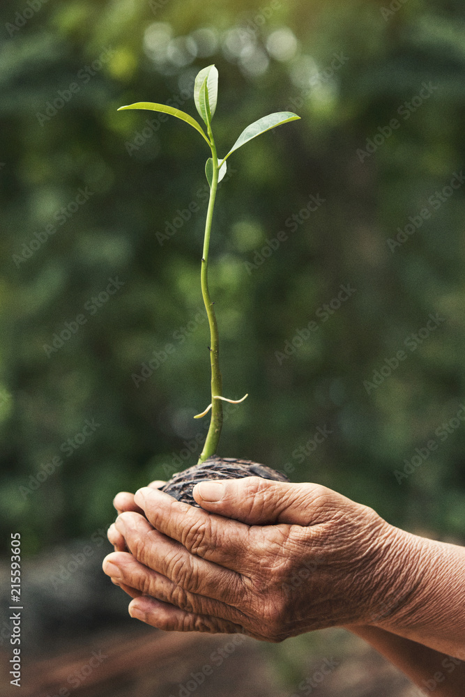 The old hands are planting the seedlings, ecology concept. The old hands are planting the seedlings, ecology concept.