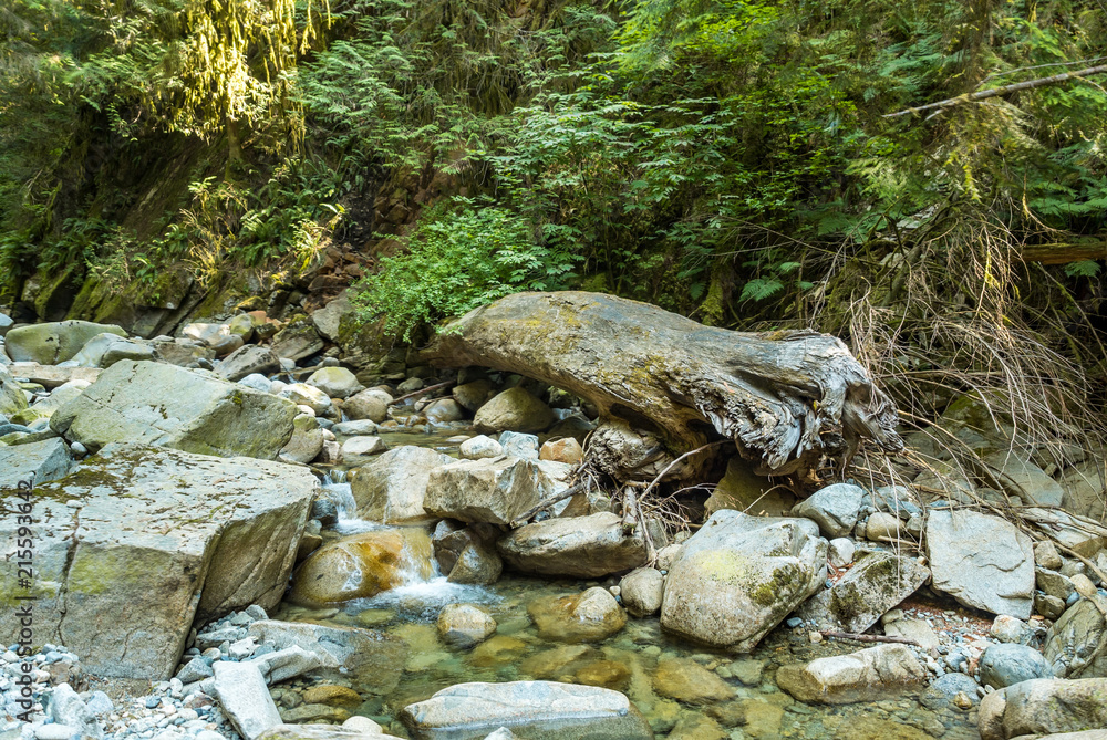 rocky creek with clear water and fallen tree trunks inside lush forest rocky creek with clear water and fallen tree trunks inside lush forest