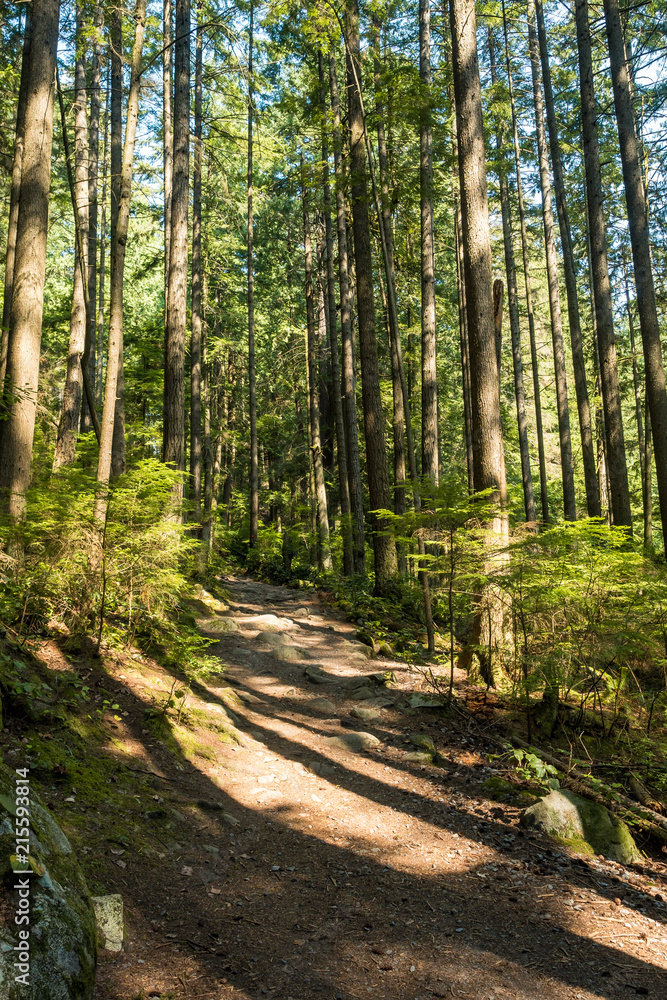 Fototapeta premium sun cast shadow on the path in the forest surrounded by tall tress 