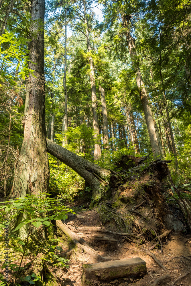tree fallen behind another one with giant root system tipping over to the left in the forest tree fallen behind another one with giant root system tipping over to the left in the forest