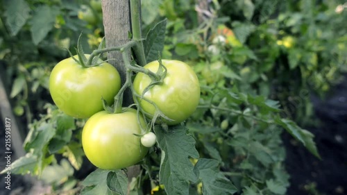 Wallpaper Mural organic tomatoes ripening on branch by summer, pan camera movement Torontodigital.ca