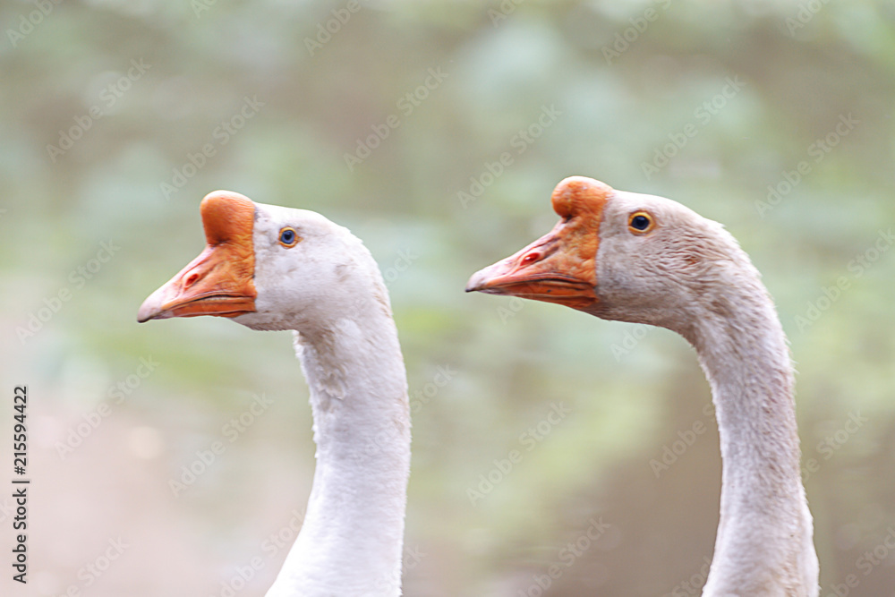 White Domestic Geese / White Domestic Geese On A Poultry Farm. (Head Focus) White Domestic Geese / White Domestic Geese On A Poultry Farm. (Head Focus)