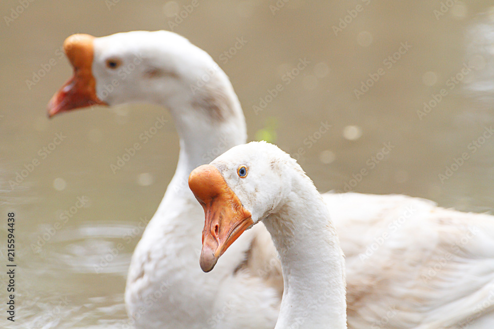 White Domestic Geese / White Domestic Geese On A Poultry Farm. (Head Focus)