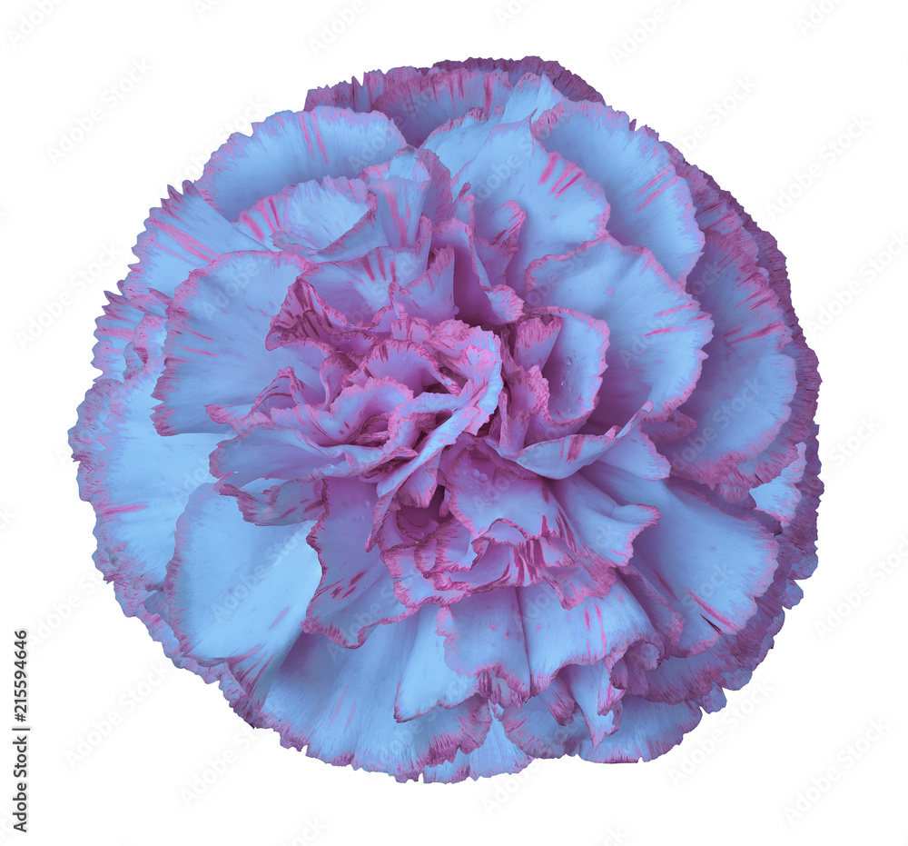 Light blue-pink carnation flower on a white isolated background with clipping path. Closeup. For design. Nature. Light blue-pink carnation flower on a white isolated background with clipping path. Closeup. For design. Nature.