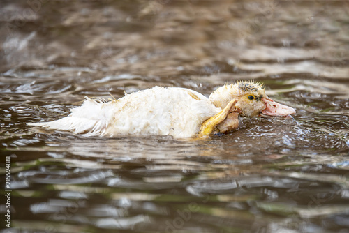 Baby indodas swim in the pond Sunny day photo