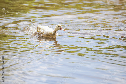 Little indoda quickly floating down the river photo