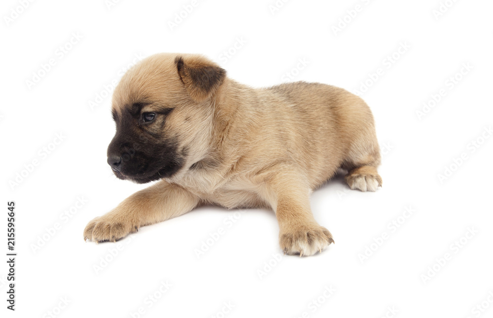 Obraz premium small baby dog or puppy isolated on white background