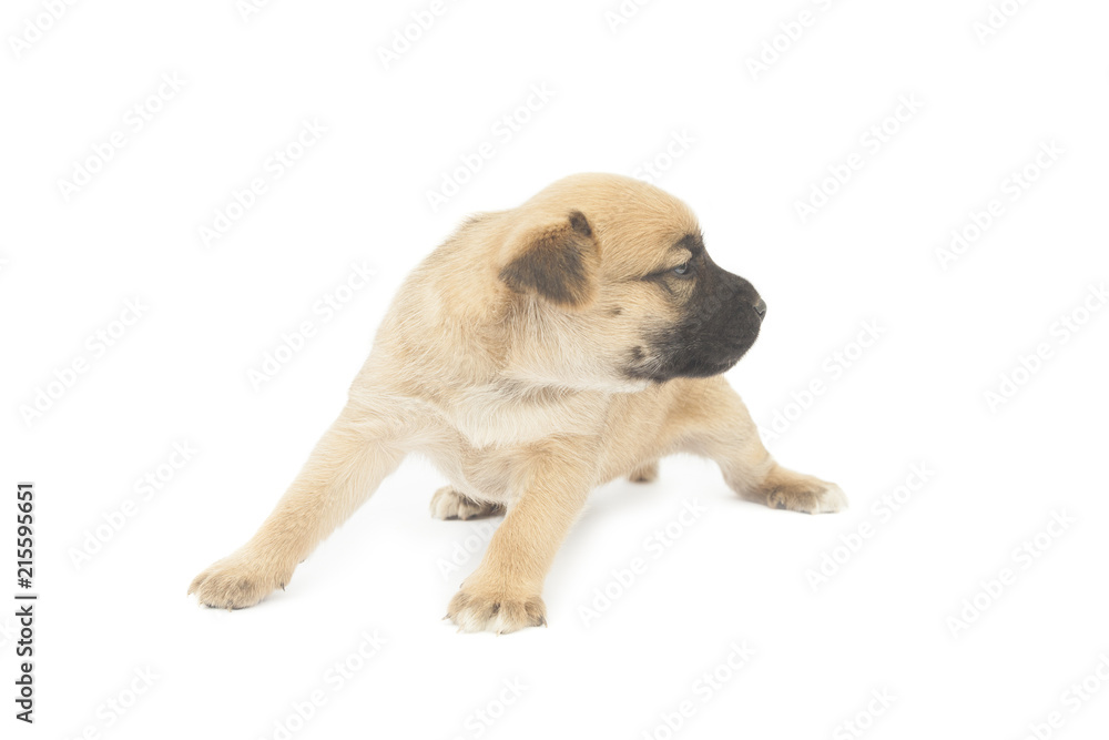 Obraz premium small baby dog or puppy standing up on white