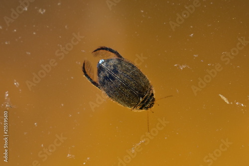 Beetle