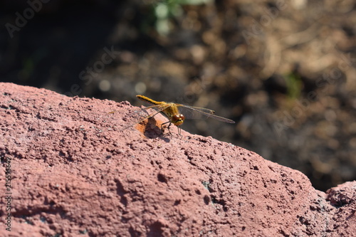 Desert dragonfly