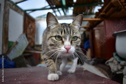 Crouching cat