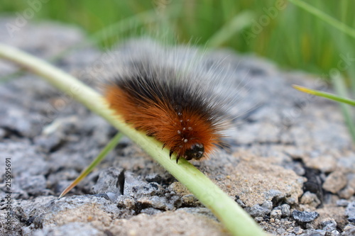 Barbed caterpillar