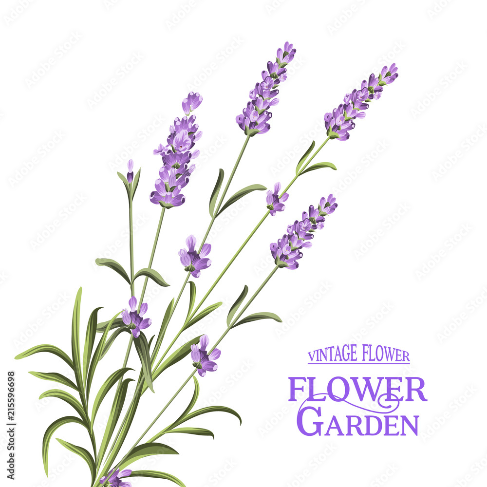 Naklejka premium Bunch of lavender flowers on a white background. Vector illustration.