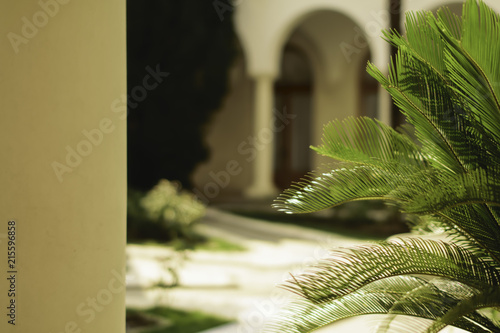 a blooming green fern