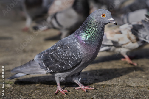 Pigeon in the park eating bread crumbs