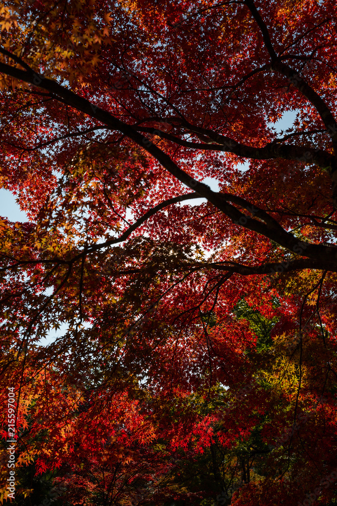 Autumn leaves in Kyoto, Japan