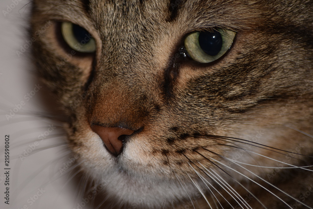 CHAT EUROPEEN CHAT EUROPEEN