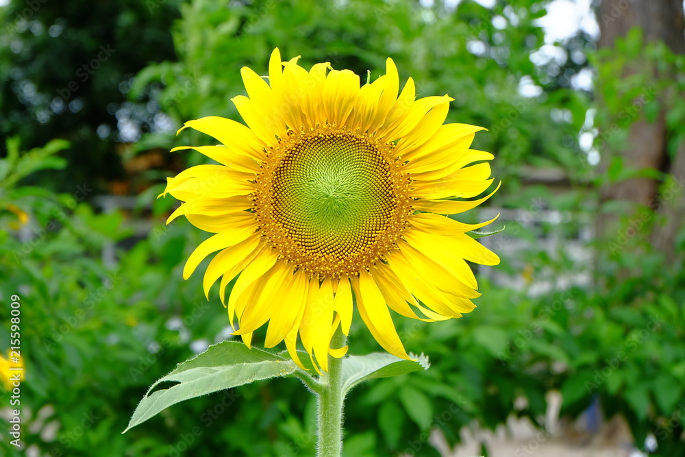 sun flower at garden sun flower at garden