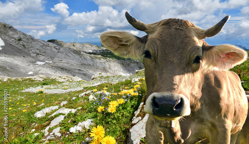 Glückliche Kuh in der Schweiz :)