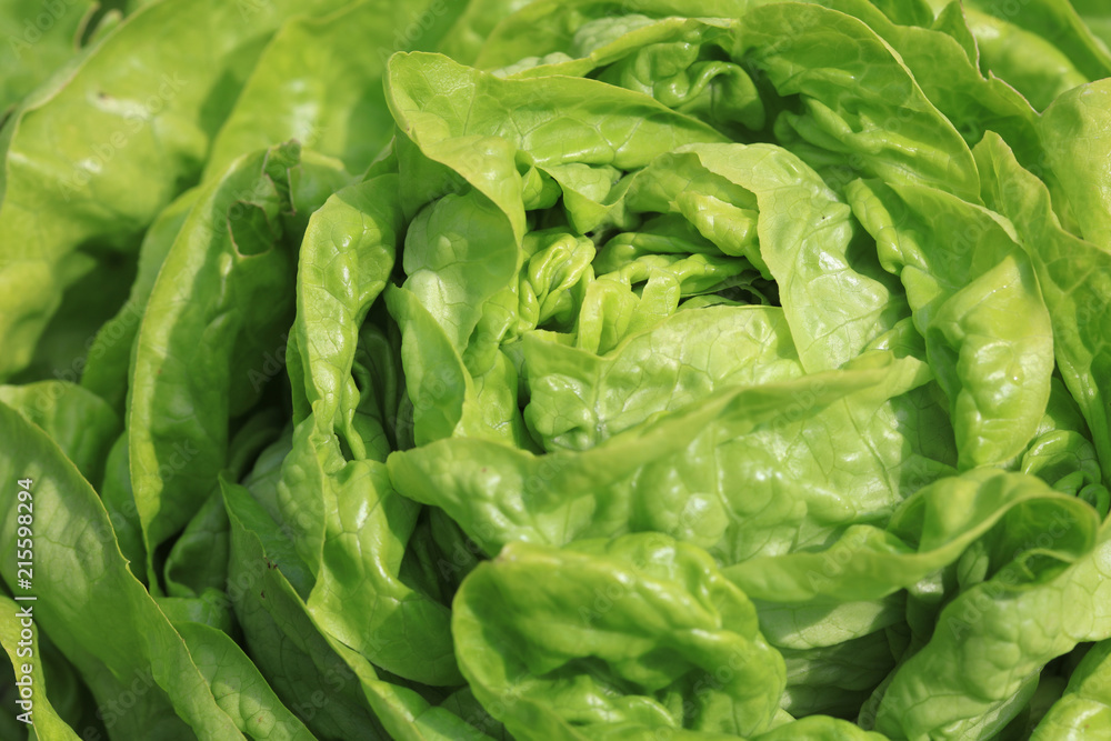 Frischer Kopfsalat Frischer Kopfsalat