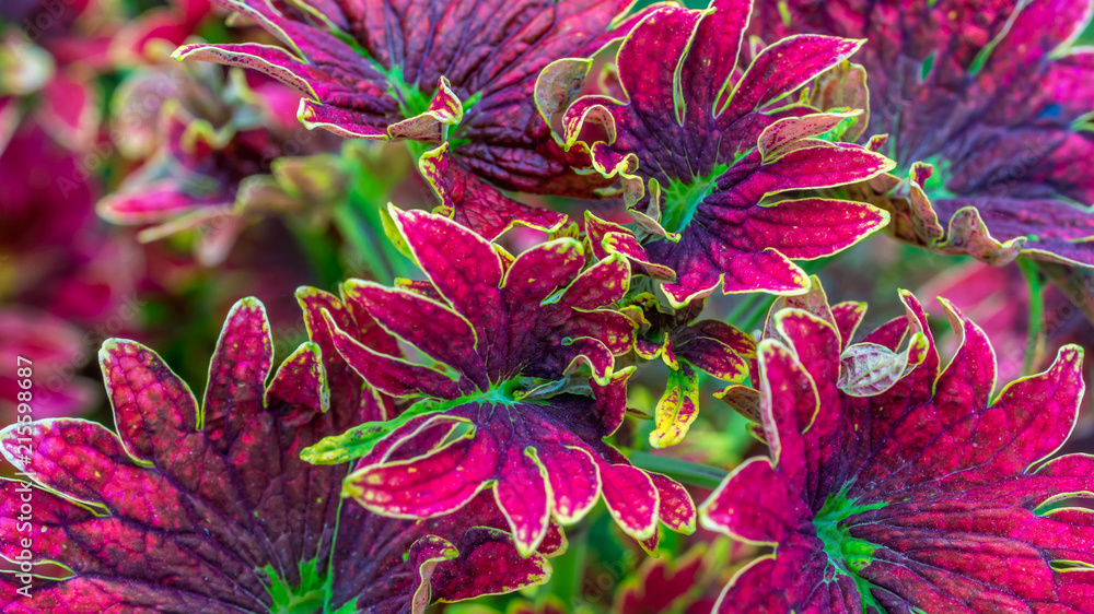 plant with beautiful and vibrant color used as vocal point of a garden plant with beautiful and vibrant color used as vocal point of a garden