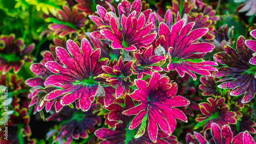plant with beautiful and vibrant color used as vocal point of a garden