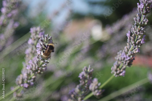 bumblebee on flowers © Esteban