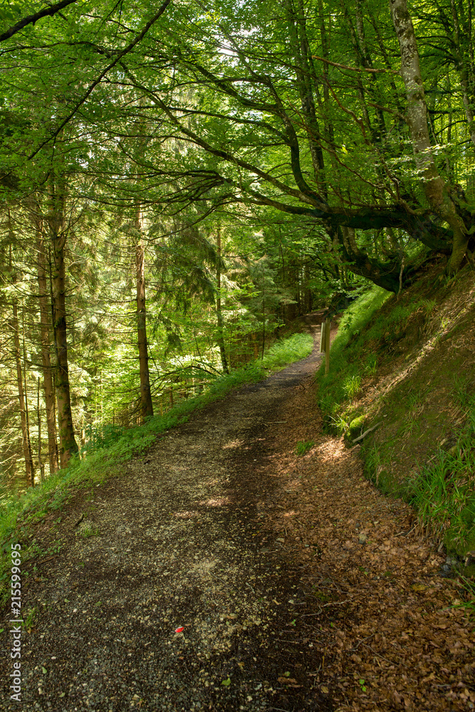 Fototapeta premium Way of santiago in the pirneos by valcarlos