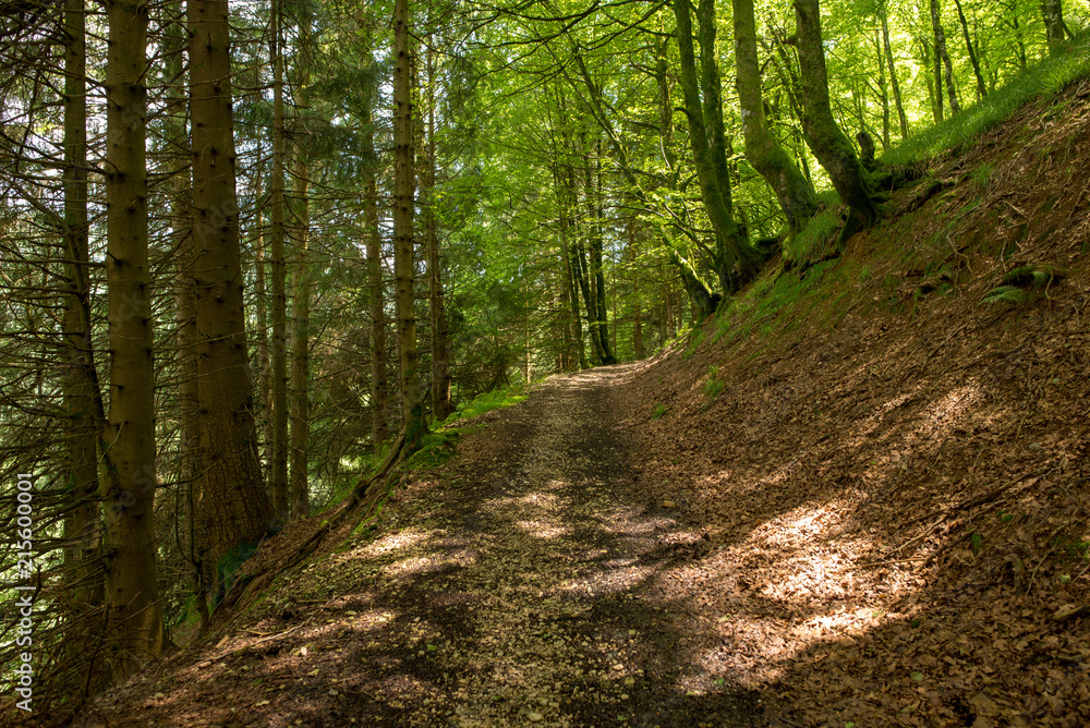 Fototapeta premium Way of santiago in the pirneos by valcarlos