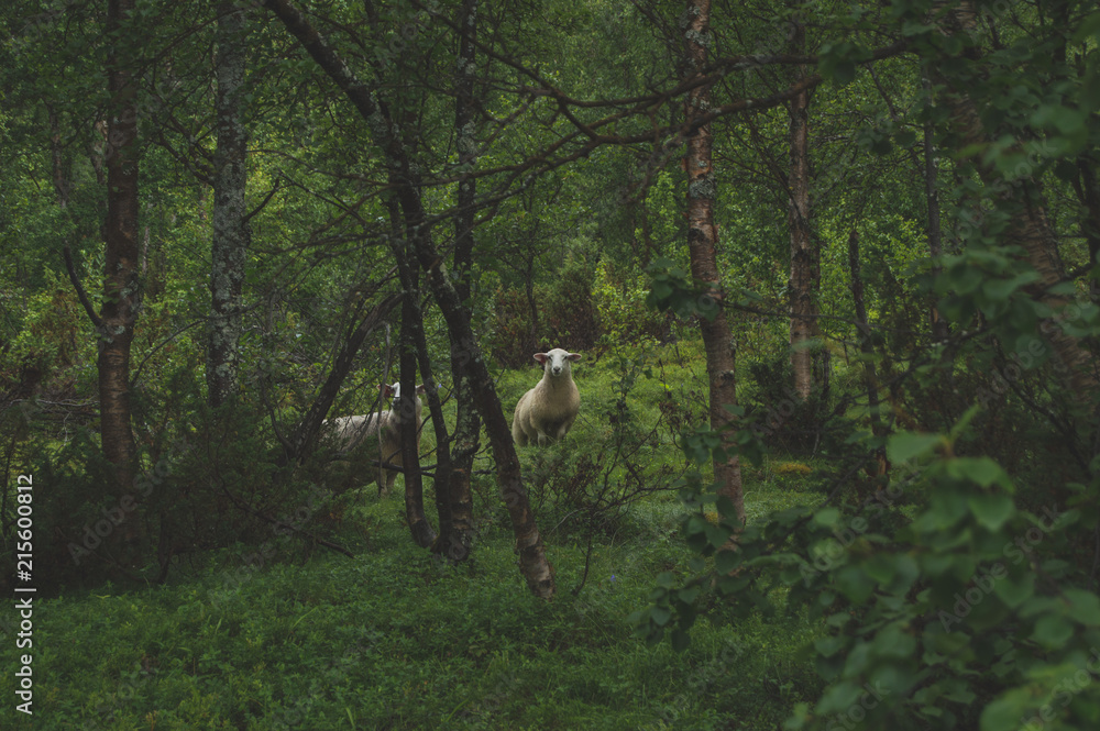 Sheep grazing in the wild forest Sheep grazing in the wild forest