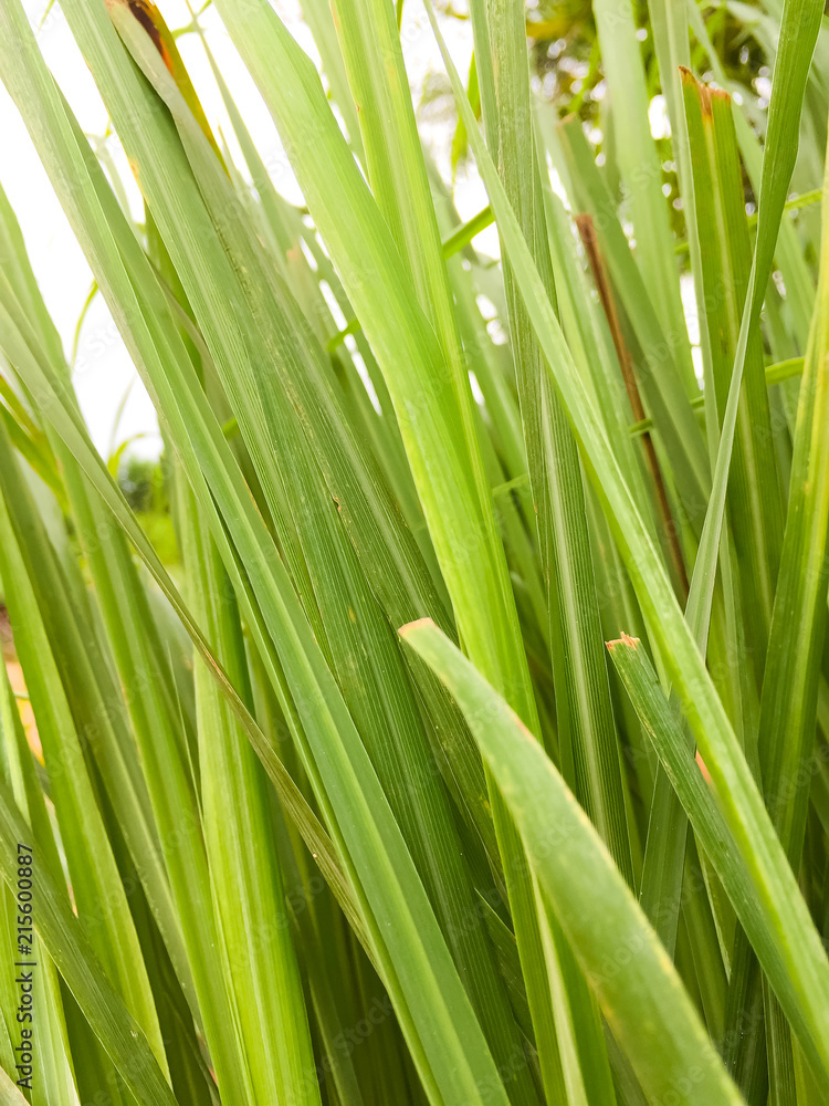 Lemongrass or Lapine or West Indian were planted on the ground. It is a shrub, its leaves are long and slender green Lemongrass or Lapine or West Indian were planted on the ground. It is a shrub, its leaves are long and slender green