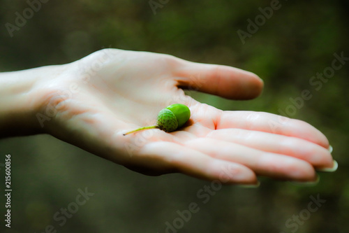 Młody żołądź na dłoni © andsko