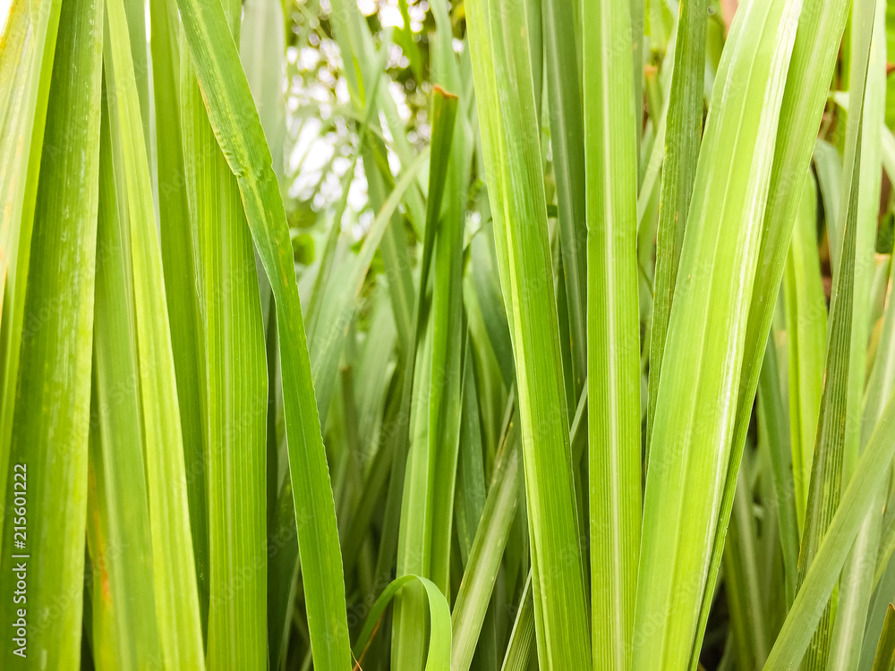 Lemongrass or Lapine or West Indian were planted on the ground. It is a shrub, its leaves are long and slender green