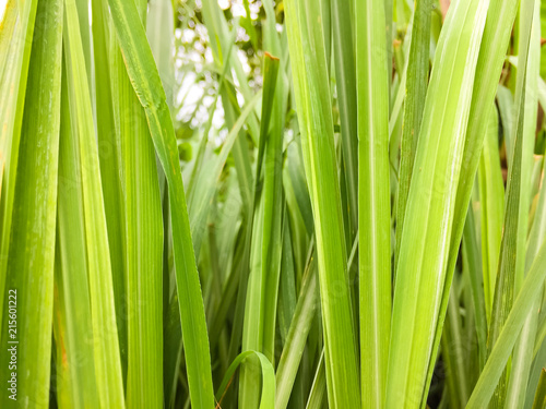 Lemongrass or Lapine or West Indian were planted on the ground. It is a shrub  its leaves are long and slender green