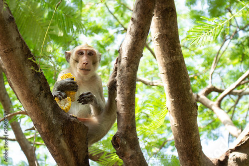 Young monkey eating corn on the tree looking at camera. Macaca mulatta photo