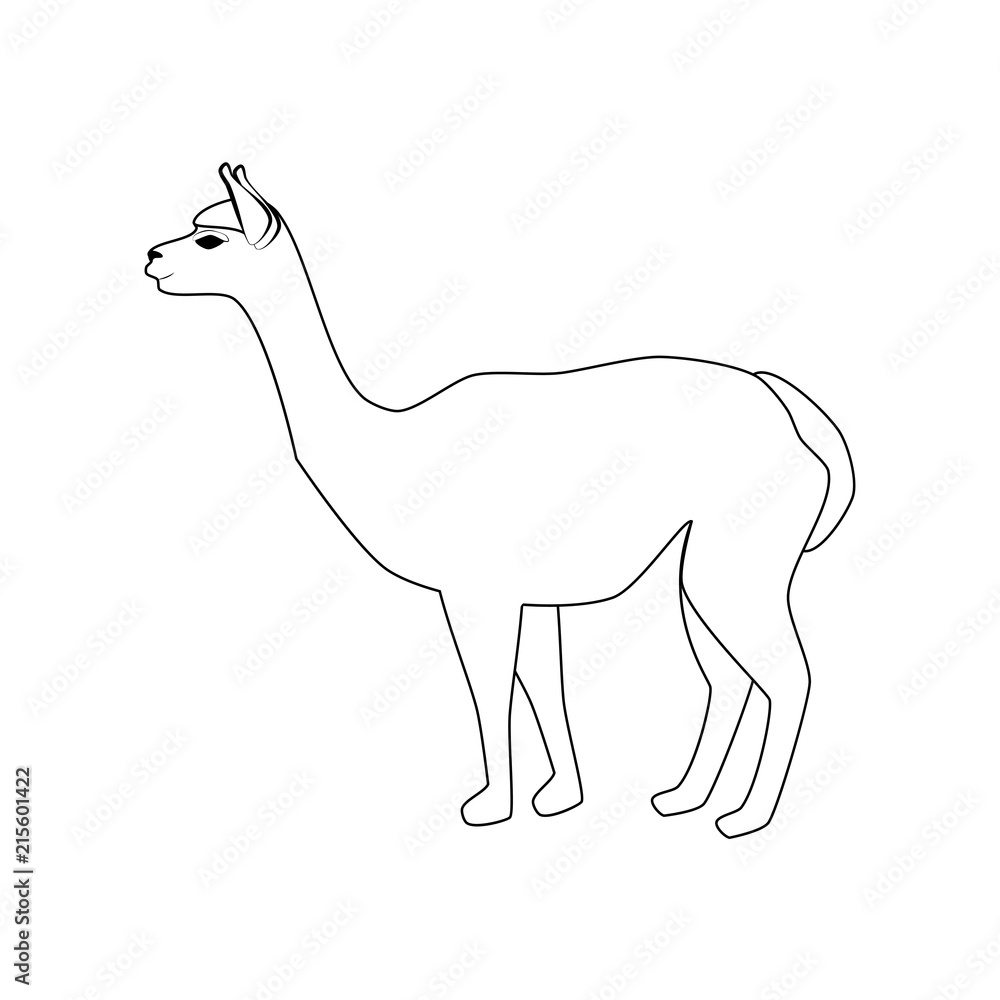 Fototapeta premium Vicuna animal illustration