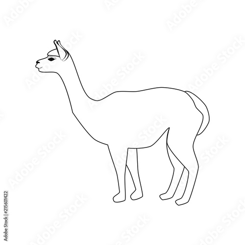 Vicuna animal illustration