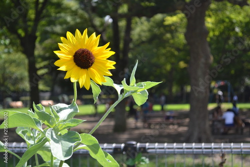 日光を浴びる向日葵。@日比谷公園　日本、東京