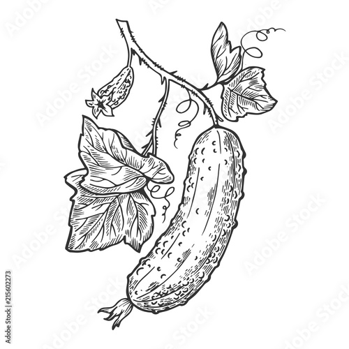 Cucumber engraving vector illustration