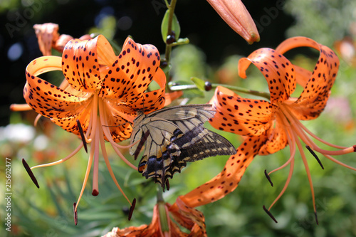 オニユリの花の蜜を吸うアゲハチョウ