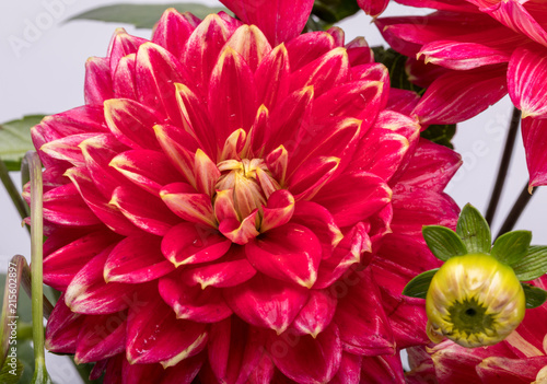 Red dahlia flower isolated on white background