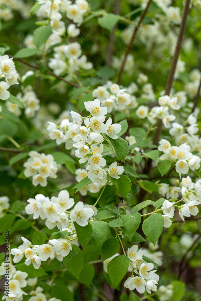 Beautiful blossoming branch of jasmine in garden Beautiful blossoming branch of jasmine in garden