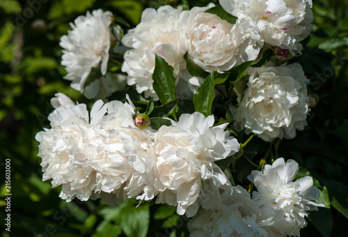 White peonies with unblown buds in the garden. Blooming white peony against a background of blurry green leaves.
