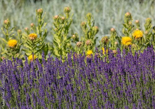 Fototapeta Naklejka Na Ścianę i Meble -   the flourishing lavender and yellow star-thistle flowers